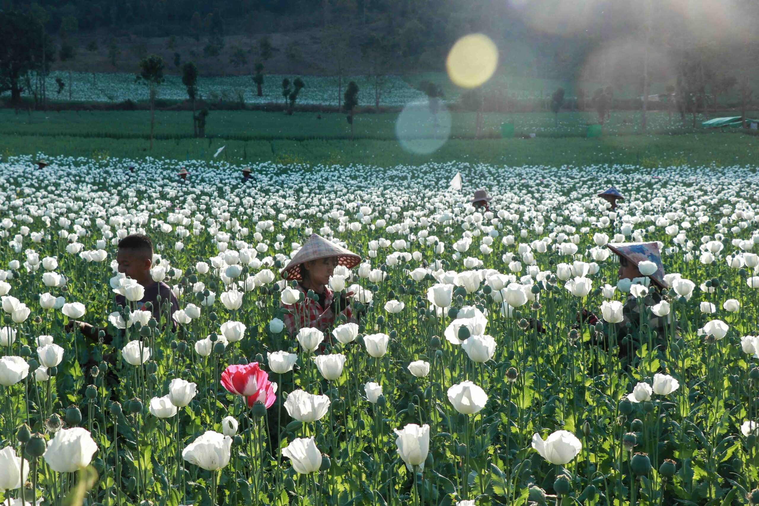 « Culture de survie » : Le Myanmar est le premier exportateur mondial d'opium