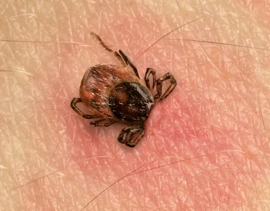 CIA et Nazisme : les révélations d’Alex Jones ne surprennent personne